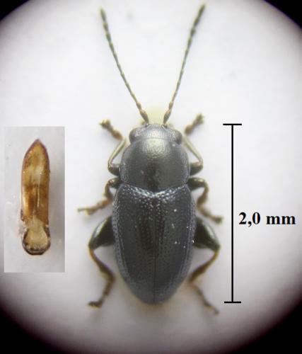 Chaetocnema subcoerulea